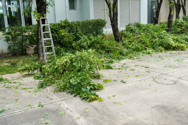 Best Utility Line Clearance  in Olton, TX