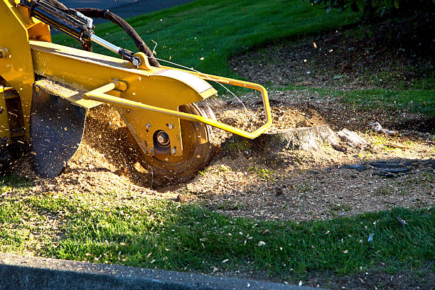 Best Tree Maintenance Programs  in Olton, TX